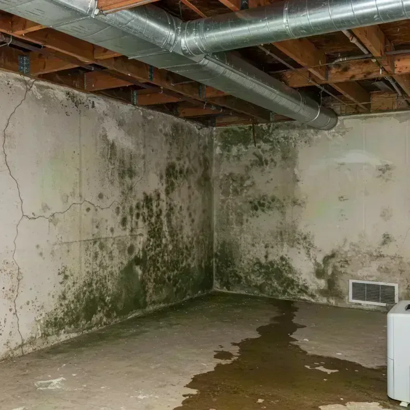 Professional Mold Removal in Cherry Creek, CO